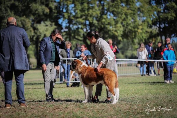 EXPOSICIÓN 47 NACIONAL D’ELEVAGE 2022 ( Mansigne ) Francia - san bernardo