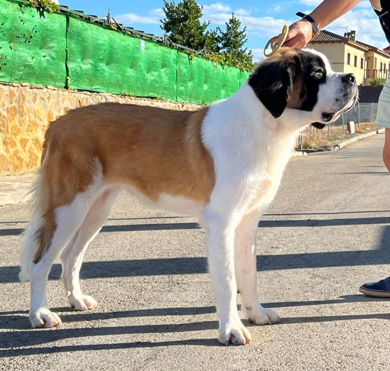 Aura Pastor De Orellana con 12 meses - san bernardo