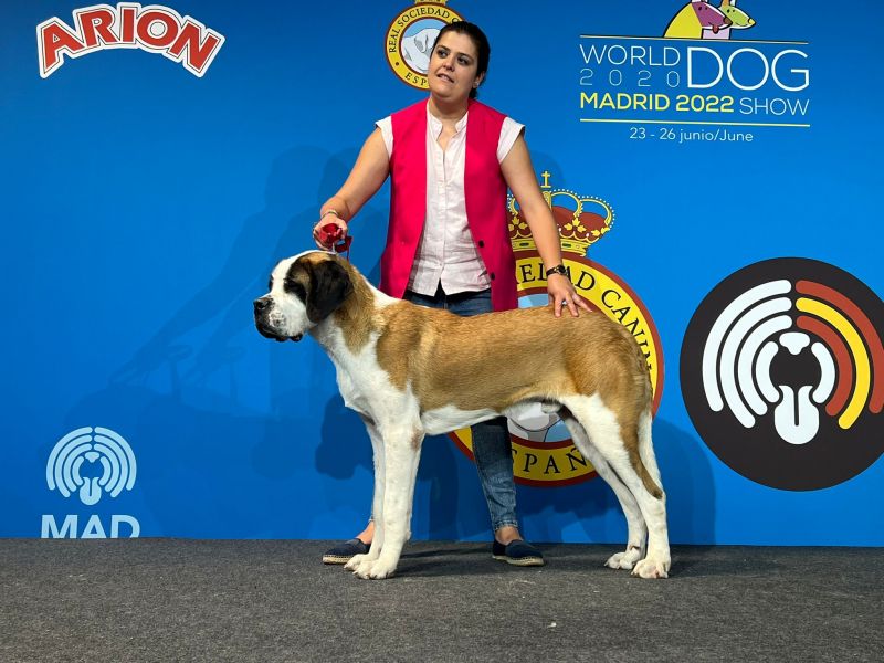 Ares en Madrid 12 mese - san bernardo
