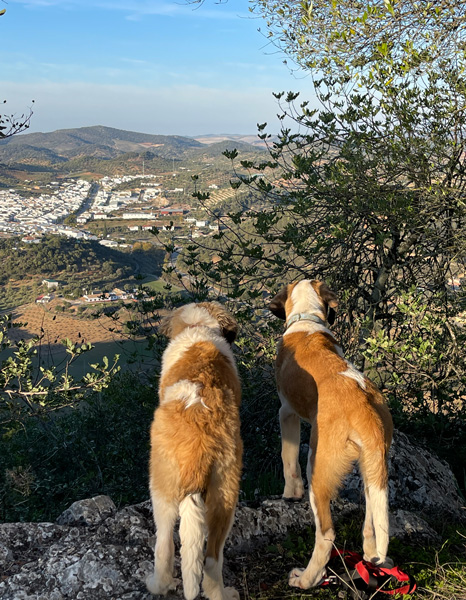 crianza san bernardo sevilla