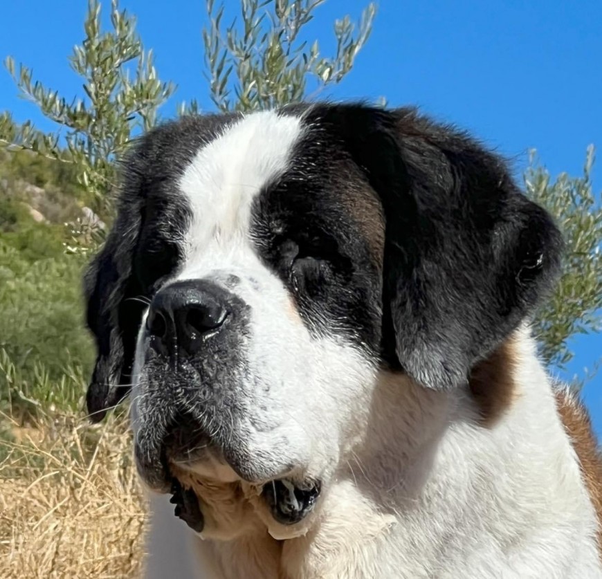 Regina Von der Plassenburg (PL) - san bernardo