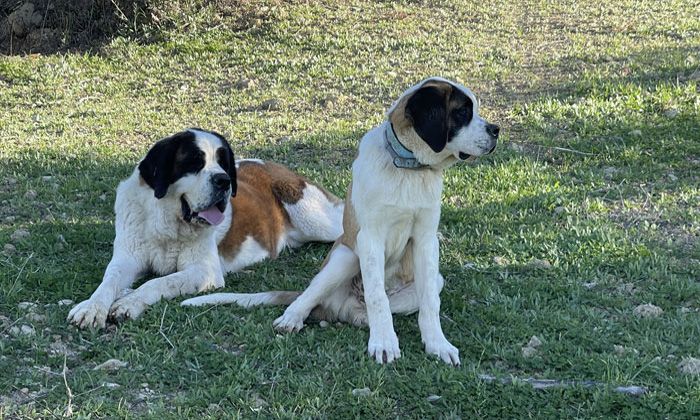 cachorros san bernardo